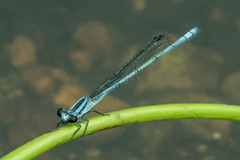 Pseudagrion kersteni