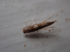 Pyroderces apparitella