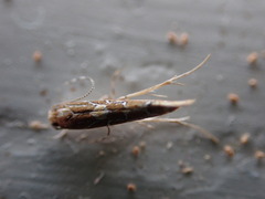 Pyroderces apparitella