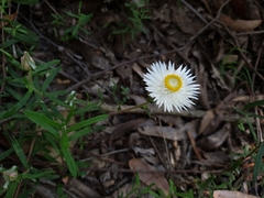 Helichrysum leucopsideum