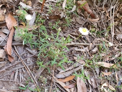 Helichrysum leucopsideum