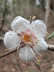 Prunus mume