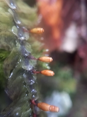 Cyathophorum bulbosum