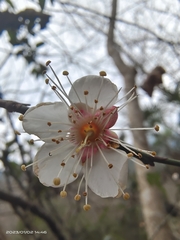 Prunus mume