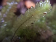 Cyathophorum bulbosum