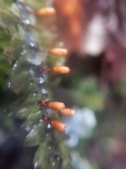 Cyathophorum bulbosum