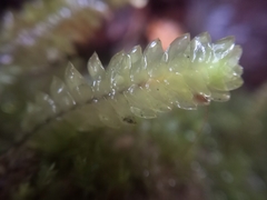 Cyathophorum bulbosum