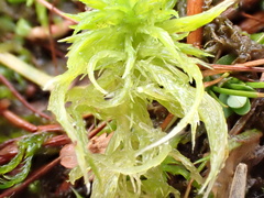 Subsecunda