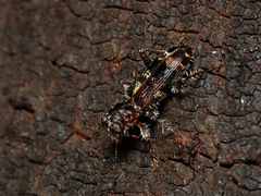 Clerinae