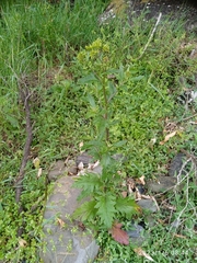 Senecio biserratus