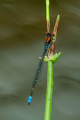 Pseudagrion massaicum
