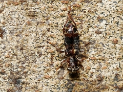 Clerinae
