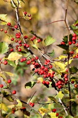 Crataegus flabellata