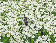 Variimorda villosa