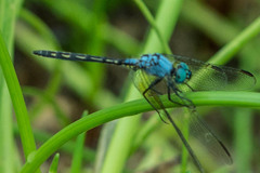 Trithemis stictica
