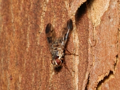 Pyrgotidae