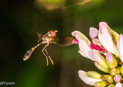 Allobaccha amphithoe