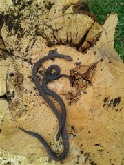 Atractus crassicaudatus