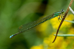 Pseudagrion
