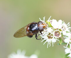Cyphipelta rufocyanea
