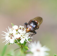 Cyphipelta rufocyanea
