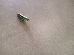 Spathosternum prasiniferum