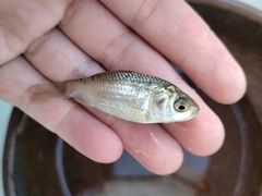 Carassius auratus