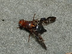 Acanthonevroides basalis