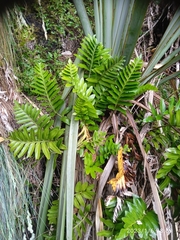 Asplenium obtusatum