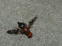 Acanthonevroides basalis