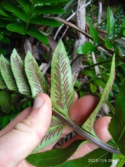Asplenium obtusatum