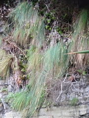 Poa astonii