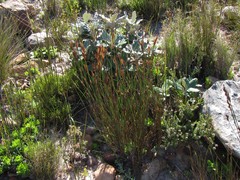 Willdenowia glomerata