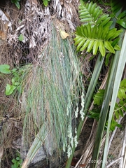 Poa astonii