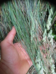 Poa astonii