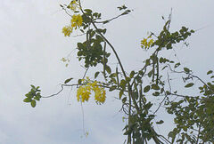 Cassia fistula