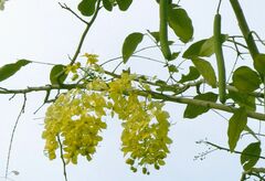 Cassia fistula