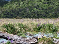 Chlidonias albostriatus