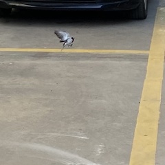 Motacilla alba alboides