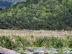 Chlidonias albostriatus