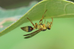 Ropalidia romandi