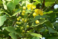 Cassia fistula