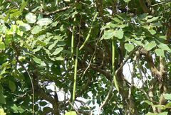 Cassia fistula