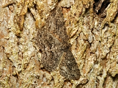 Ectropis fractaria