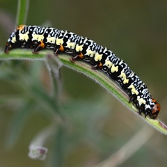 Phalaenoides tristifica