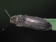 Cidnopus pilosus