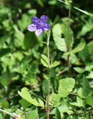 Ruellia ciliatiflora