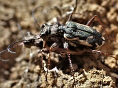 Neocicindela