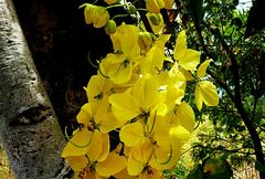 Cassia fistula