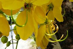 Cassia fistula